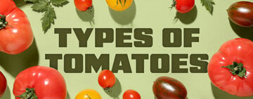 Types of Tomatoes 