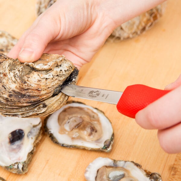 A person's hand using a Victorinox oyster knife to open an oyster.