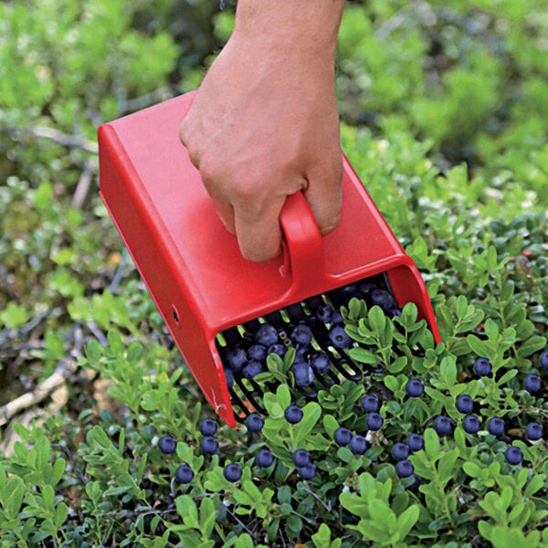 A hand holding a red Jonas of Sweden plastic comb berry picker with blueberries in it.