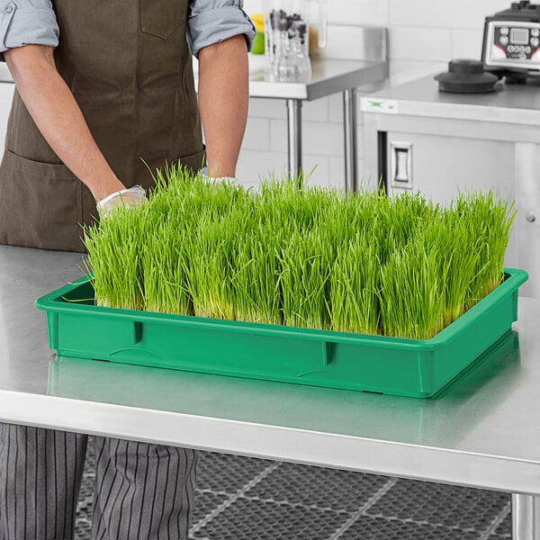 A woman standing behind a green Choice Microgreen growing tray full of grass.
