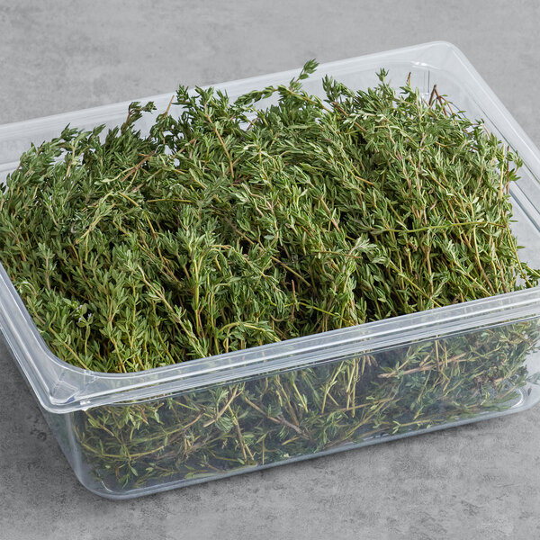 A plastic container of green thyme plants.