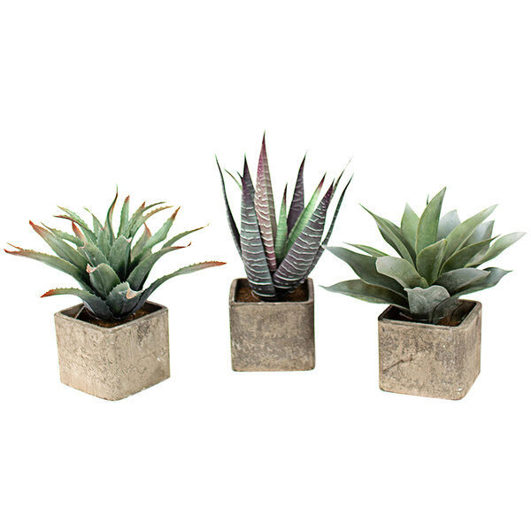 A group of potted succulent plants in cement pots.