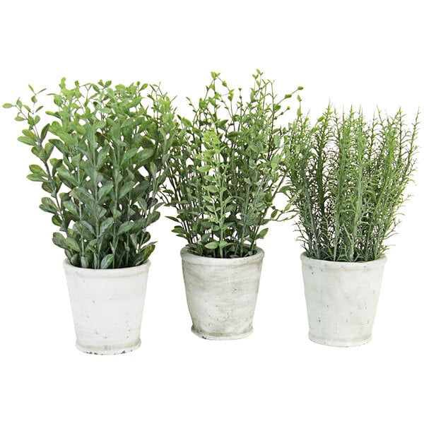 Three potted plants with green leaves in cement pots.
