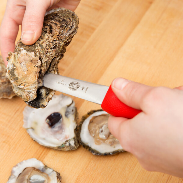 A person using a Victorinox oyster knife to open an oyster.