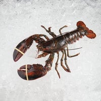 Boston Lobster Company 25 lb. Case of 3-4 lb. Live Hard-Shell Lobsters