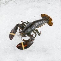 Boston Lobster Company 25 lb. Case of 1 lb. Live Hard-Shell Lobsters - 25/Case