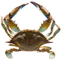 Chesapeake Crab Connection Medium 5 1/2" - 6" Live Blue Crab - 12/Case