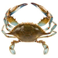 Chesapeake Crab Connection Small/Medium 5" - 5 1/2" Live Blue Crab - 1/2 Bushel