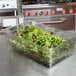 A clear plastic food pan filled with lettuce on a counter.