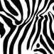A black and white zebra striped Duck Tape roll on a white background.