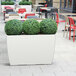 A white Mayne trough planter with three green bushes in it on an outdoor patio.