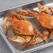 A tray with a pair of cooked female blue crabs.