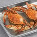 A tray of lightly seasoned steamed female Chesapeake crabs.
