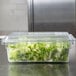 A clear Rubbermaid food storage container with lettuce in it.