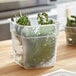 A Cambro FreshPro translucent square food storage container with green plants inside.