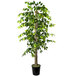 A LCG Sales artificial ficus tree with green leaves in a black metal pot.