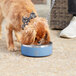 A dog on a leash drinking from a blue Planetary Design stainless steel dog bowl.