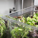 A clear plastic Vollrath food pan filled with green and red lettuce leaves.