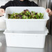 A chef holding two white 7" perforated drain boxes full of green and red lettuce.