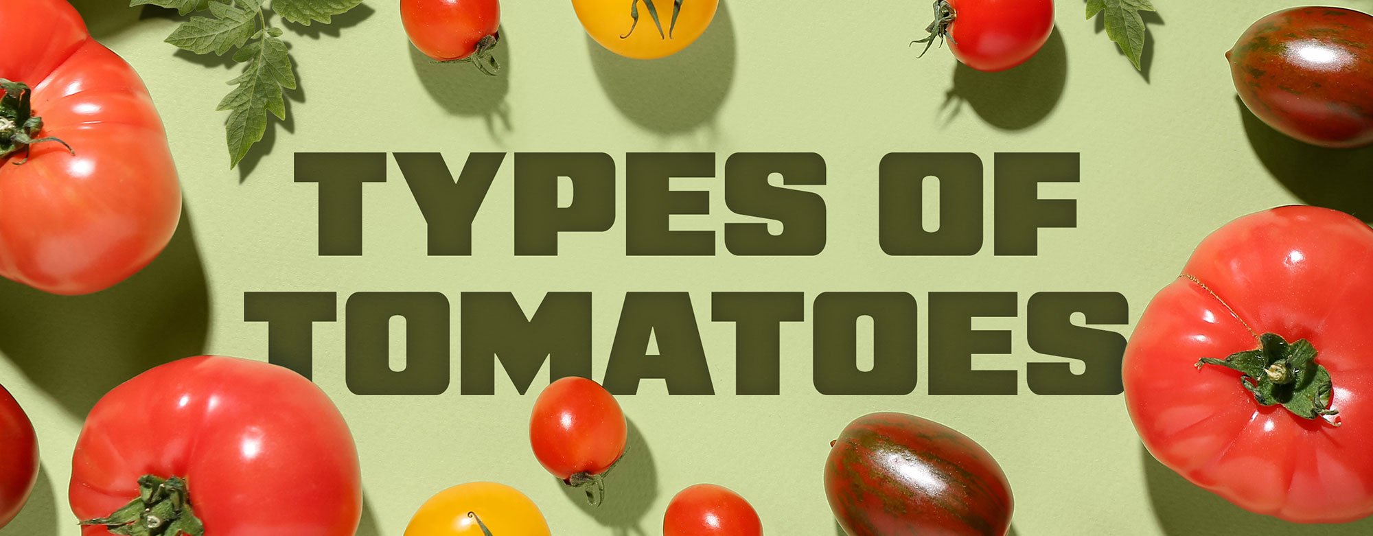 Types of Tomatoes 