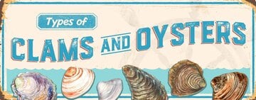 Types of Clams and Oysters 