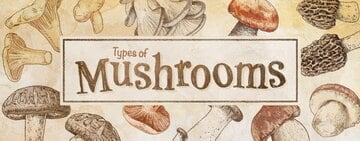 Different Types of Mushrooms 
