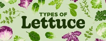 Types of Lettuce 