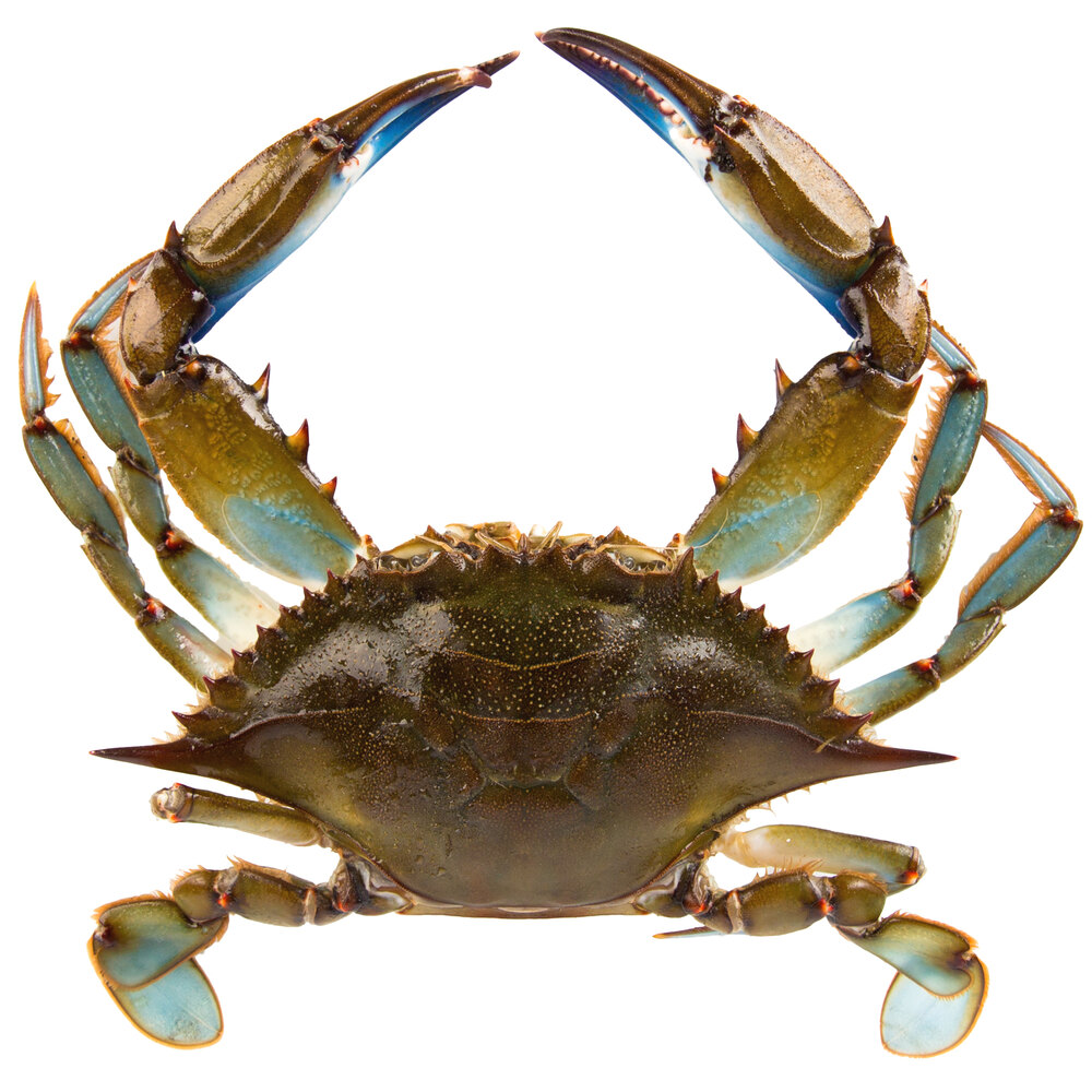 Linton S Seafood 5 3 4 Live Large Maryland Blue Crabs 12 Case,Hinoki Cypress Crippsii