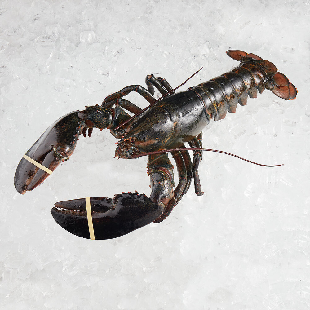 Boston Lobster Company 25 lb. Case of 46 lb. Live HardShell Lobsters