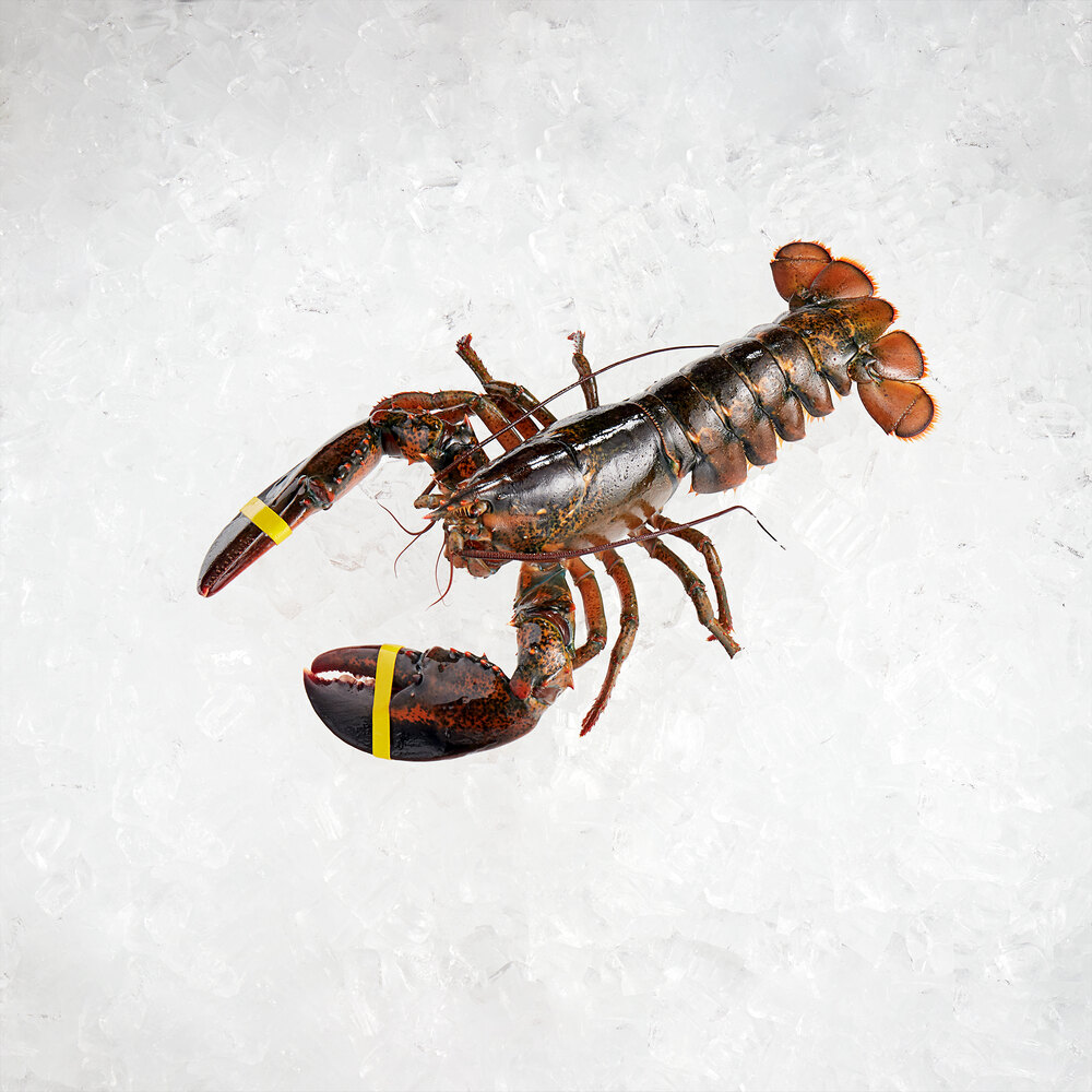 Boston Lobster Company 25 lb. Case of 1.75 lb. Live HardShell Lobsters