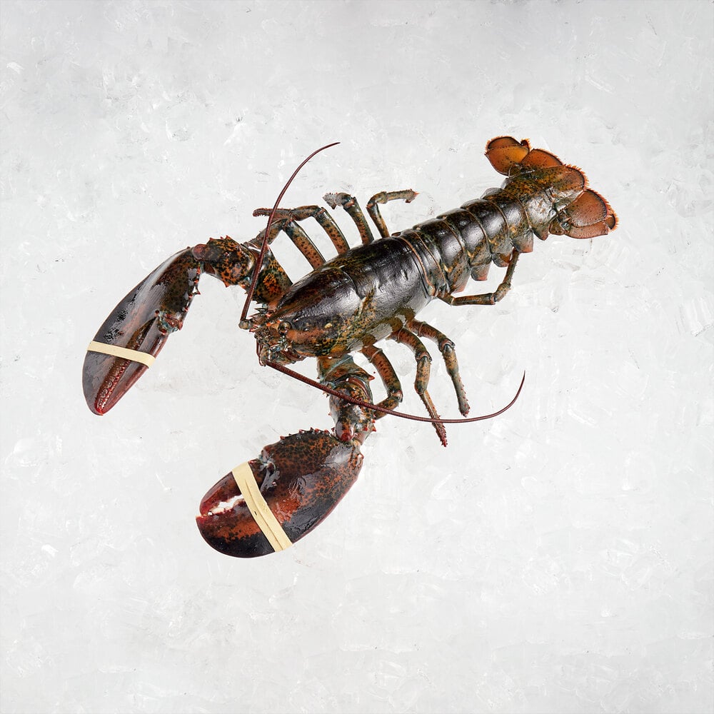 Boston Lobster Company 25 lb. Case of 2.53 lb. Live Hard Shell Lobsters