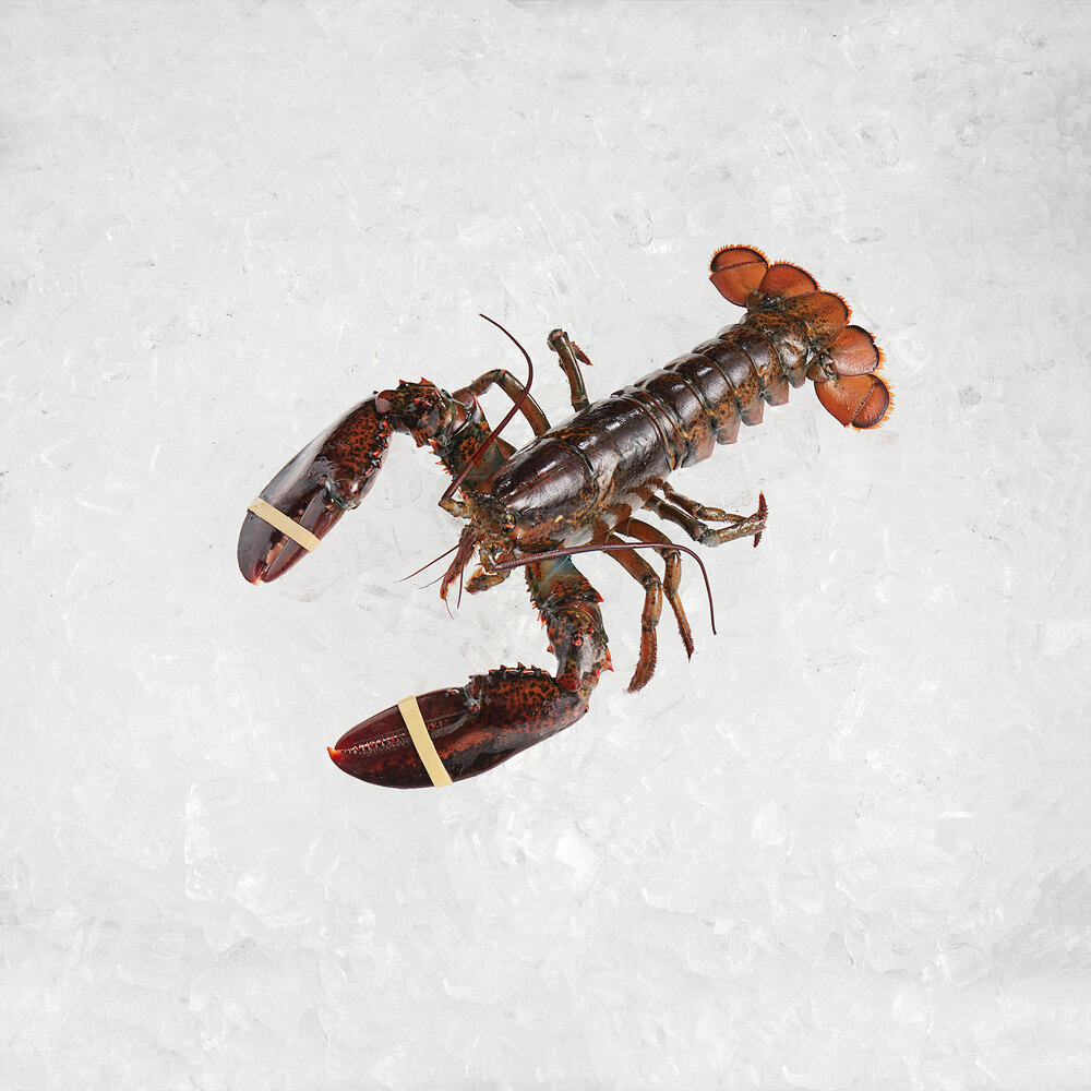 Boston Lobster Company 25 lb. Case of 1.5 lb. Live HardShell Lobsters
