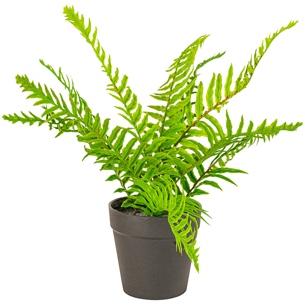 Kalalou Artificial Fern in Black Pot