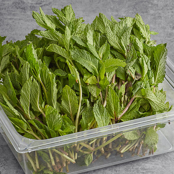 Fresh Mint 2.2 lb.