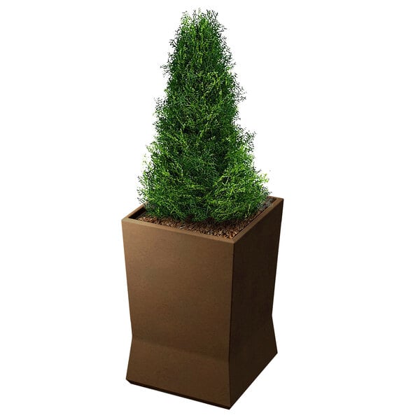 A small tree in a Commercial Zone medium square planter with an Old Bronze finish.