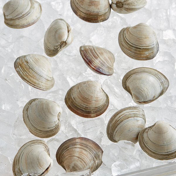 Rappahannock Oyster Co. 100 Count Live Olde Salt Middleneck Clams