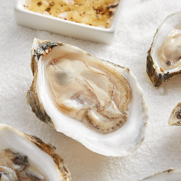 A group of Wulf's live Duxbury Bay oysters on a white surface.