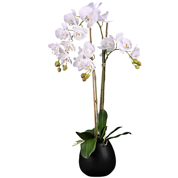 A close-up of a white orchid in a black vase.