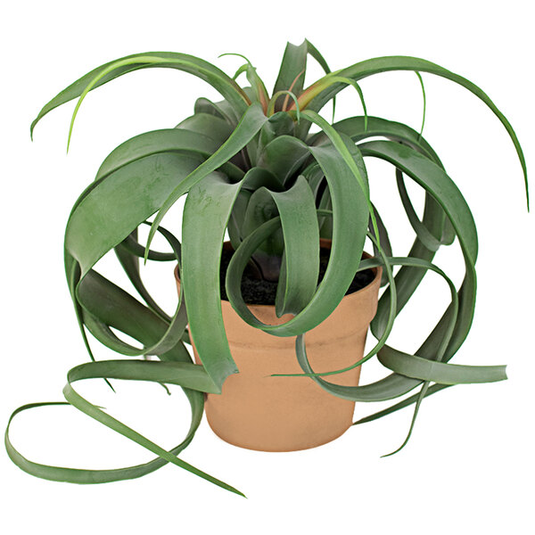 Kalalou Artificial Air Plant in Faux Terracotta Pot