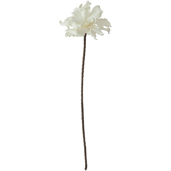 A white flower on a long stem.