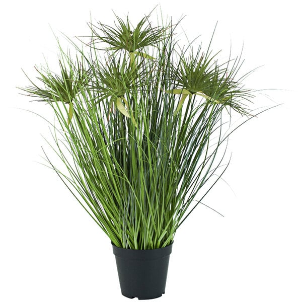 A potted plant with long green leaves in a black pot.