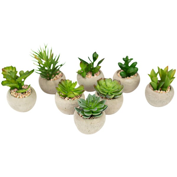 A group of small Kalalou artificial succulents in round cement pots.