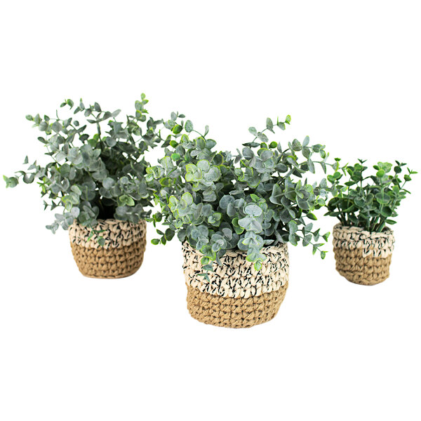 A group of three potted plants with green eucalyptus leaves in woven pots.