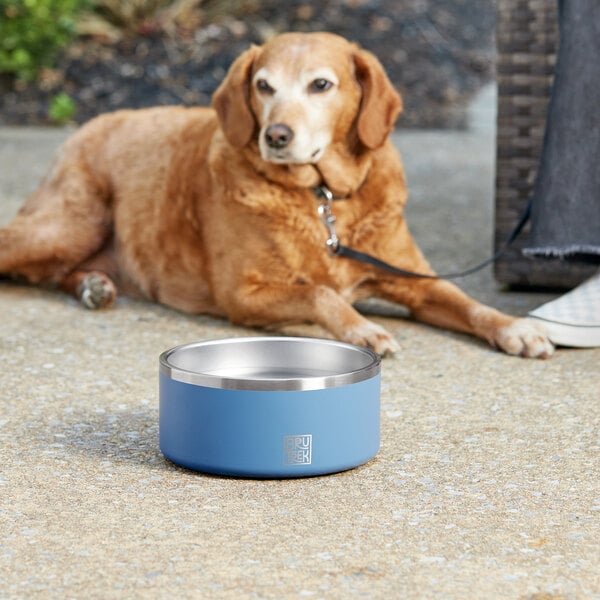 A dog sitting next to a blue and silver Planetary Design stainless steel dog bowl.