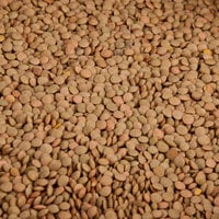Dried Lentil Beans - 20 lb.