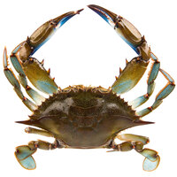 Linton's 5 3/4 inch Live Large Maryland Blue Crabs - 72/Case