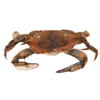 Linton's 6 1/2 inch Whale Soft Shell Crabs - 12/Case
