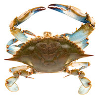 Linton's 6 1/2 inch Live Jumbo Maryland Blue Crabs - 12/Case
