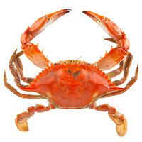 Linton's 6 1/2 inch Non-Seasoned Steamed Jumbo Maryland Blue Crabs - 60/Case