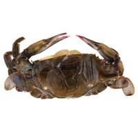Linton's 5 1/4 inch Prime Soft Shell Blue Crabs - 6/Case